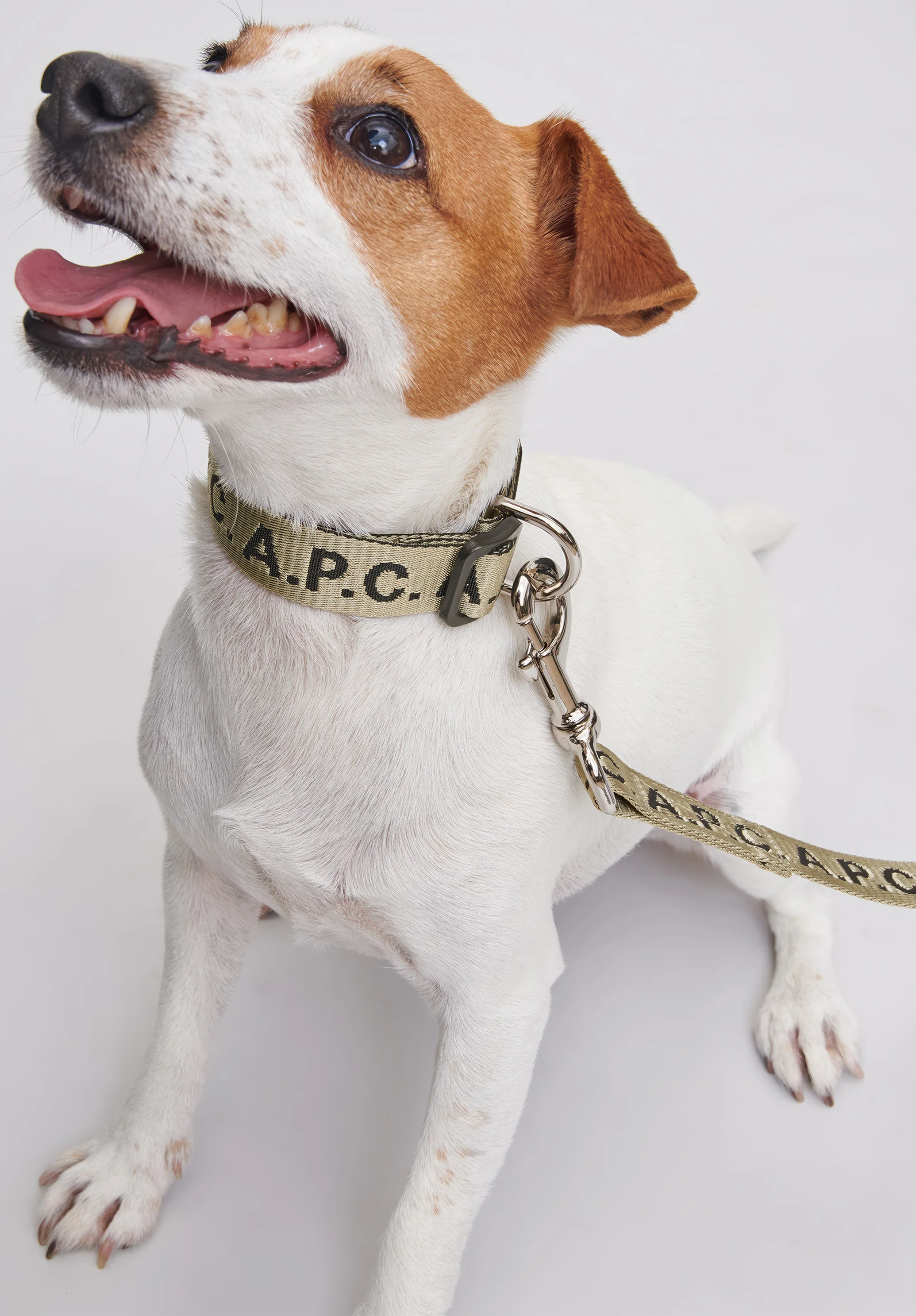 Toutou Logo collar - Image 3