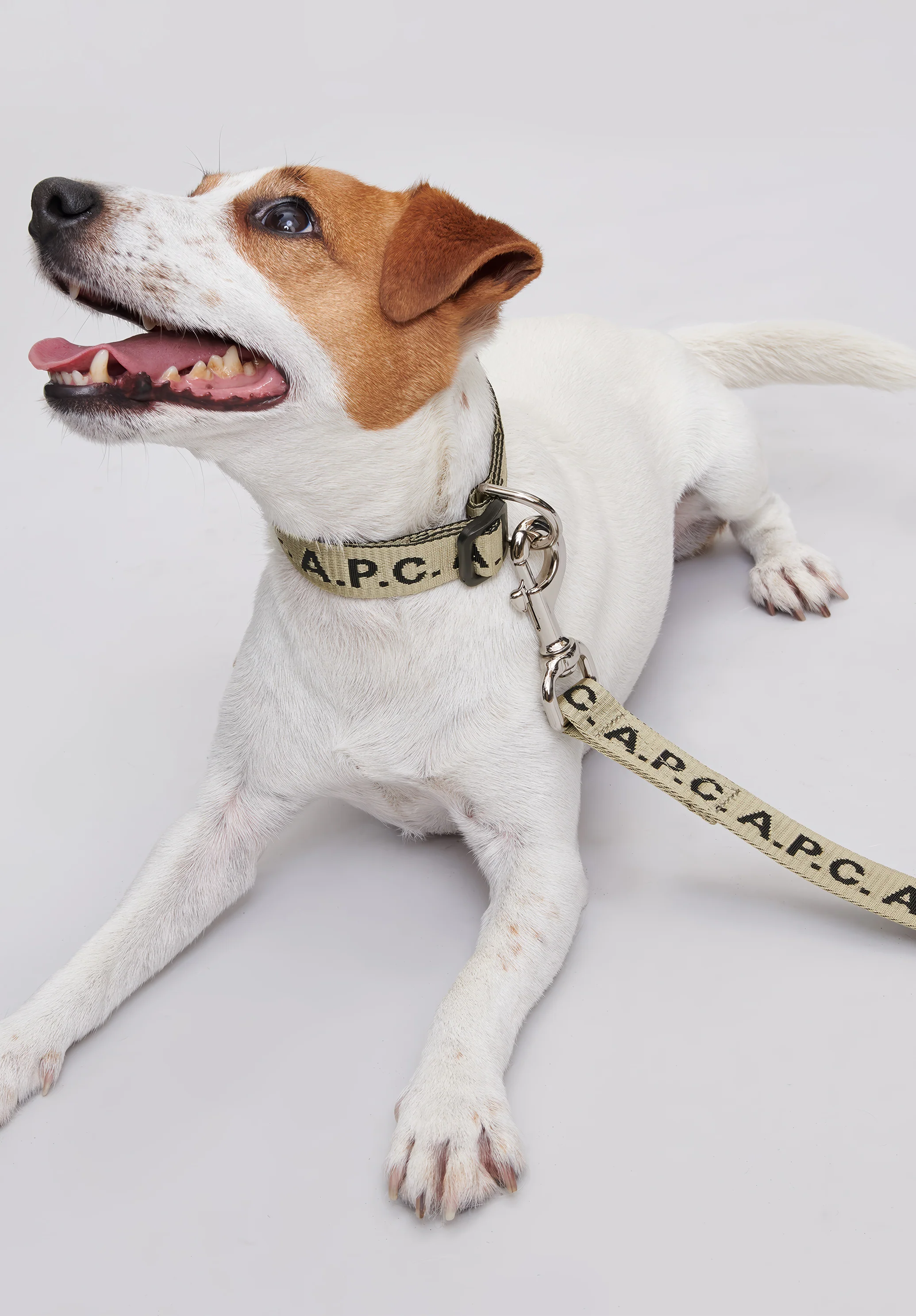 Toutou Logo leash - Image 3