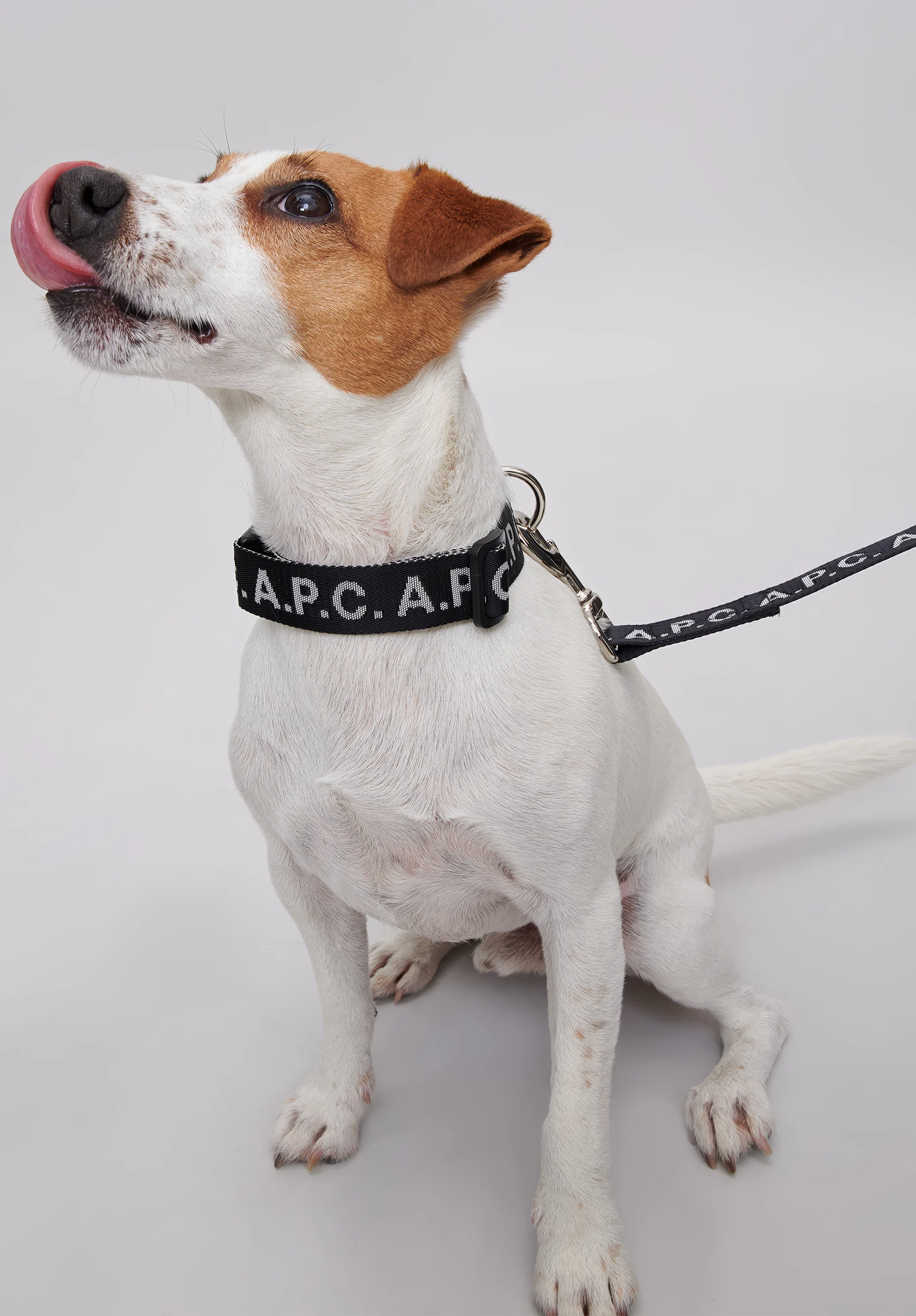 Toutou Logo leash - Image 3