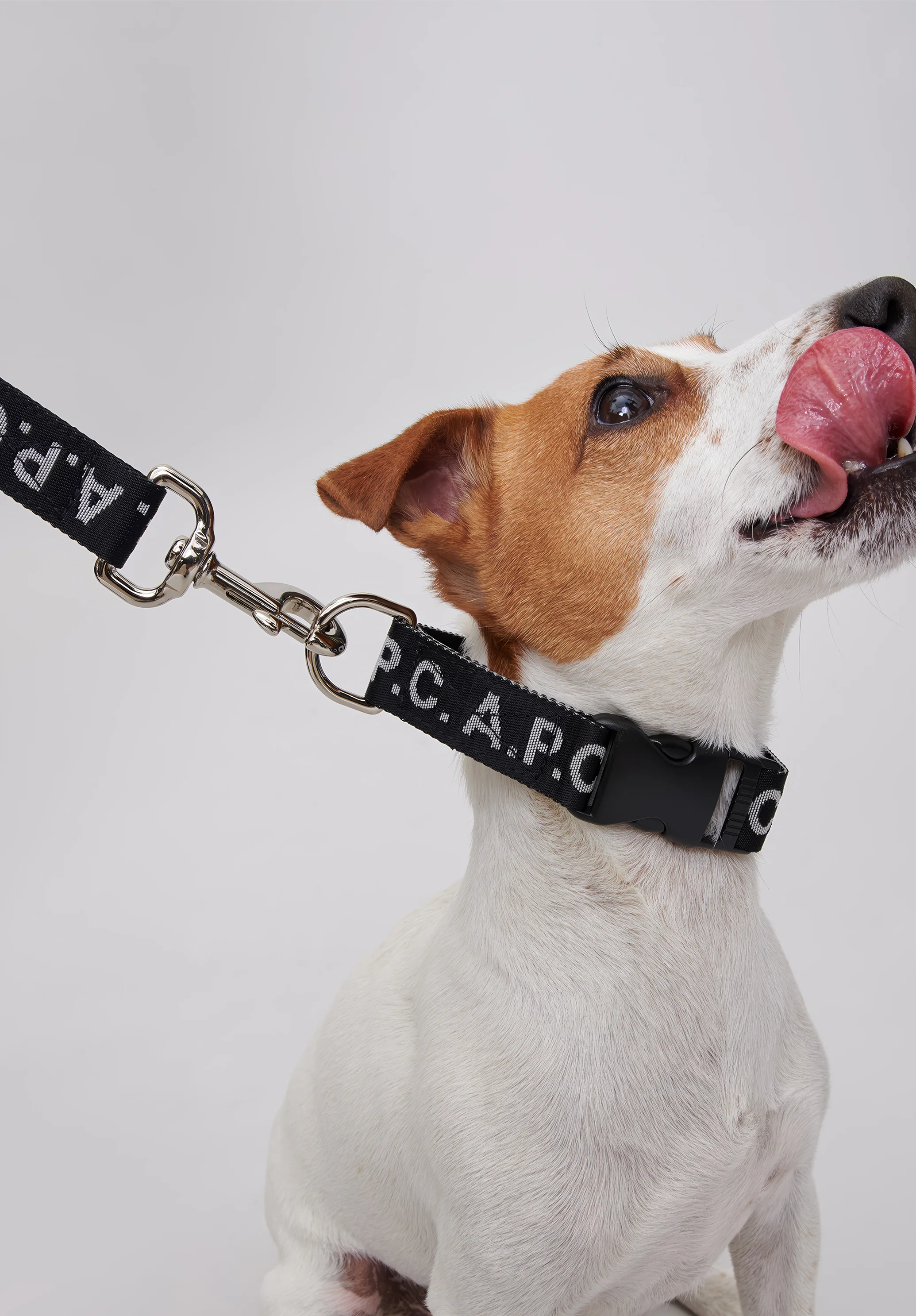 Toutou Logo leash - Image 4